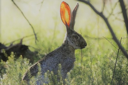 jackrabbit-listening